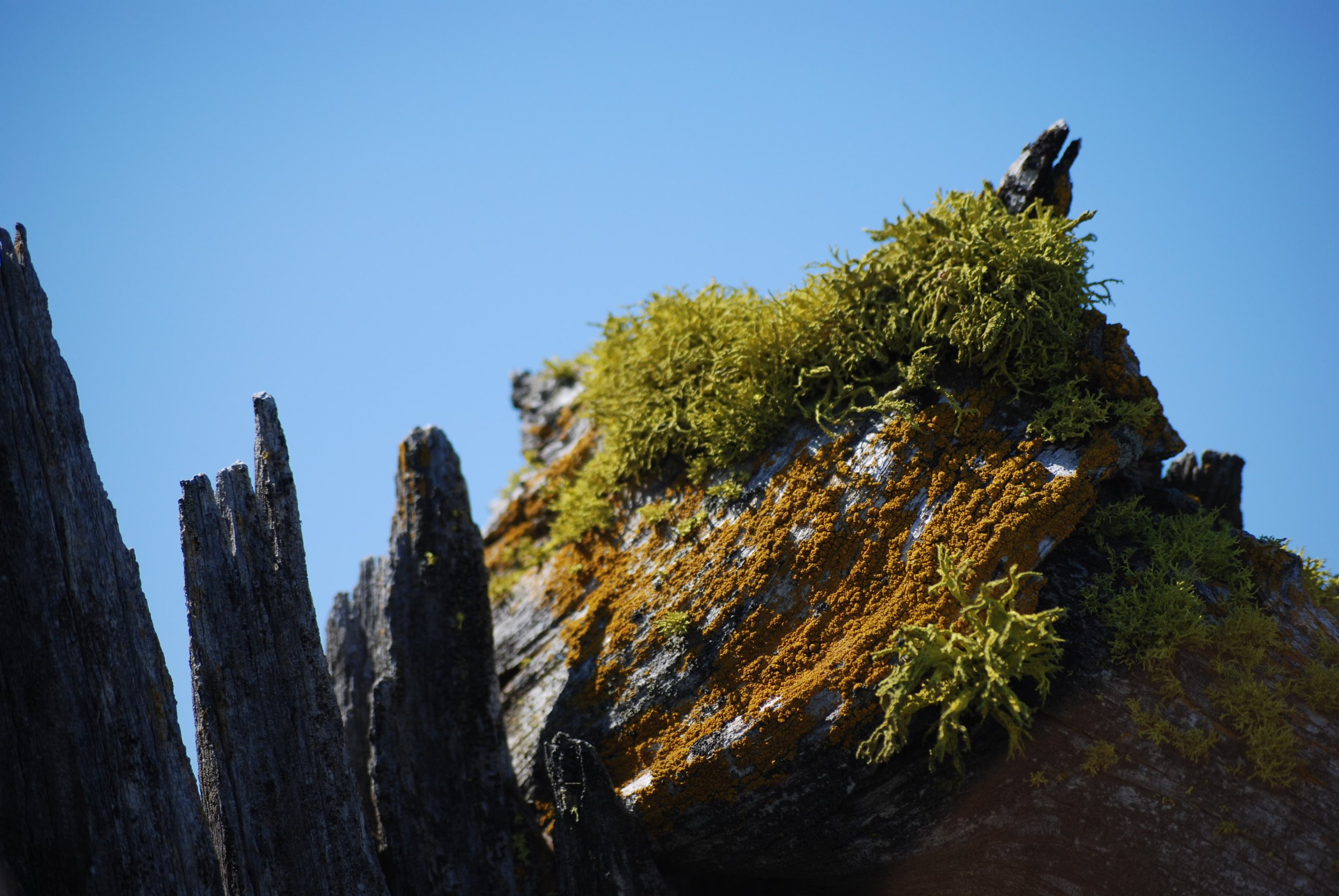 Dead snag with lichen