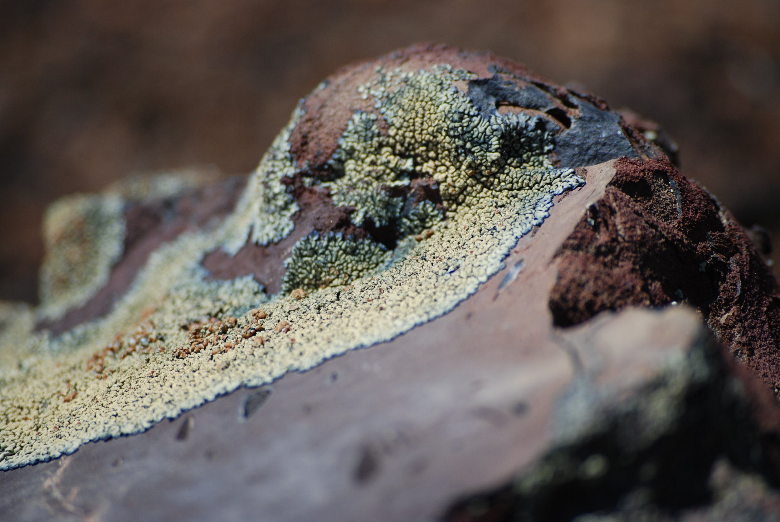 Volcanic rock with lichen