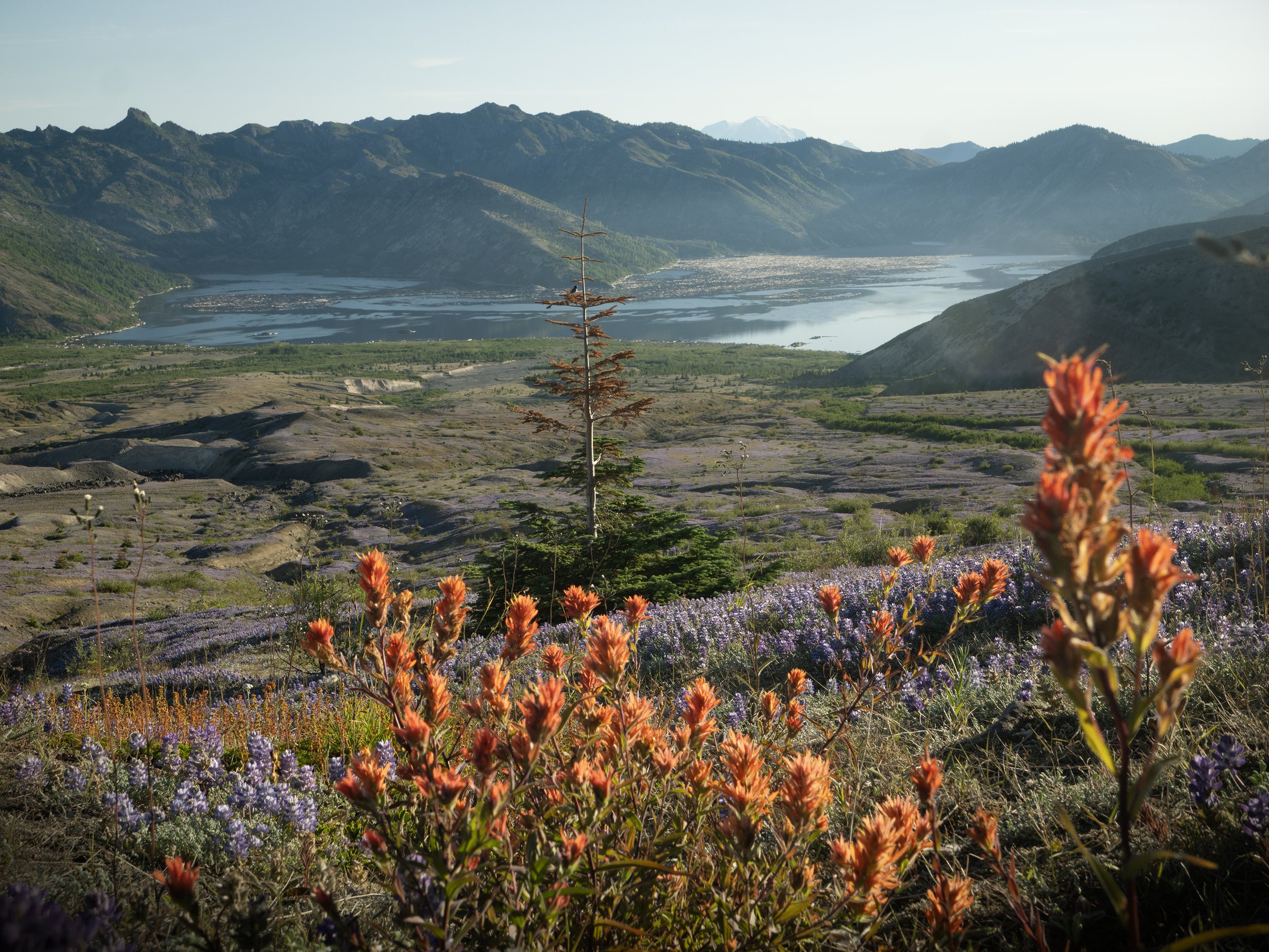 Spirit Lake with wildflowers