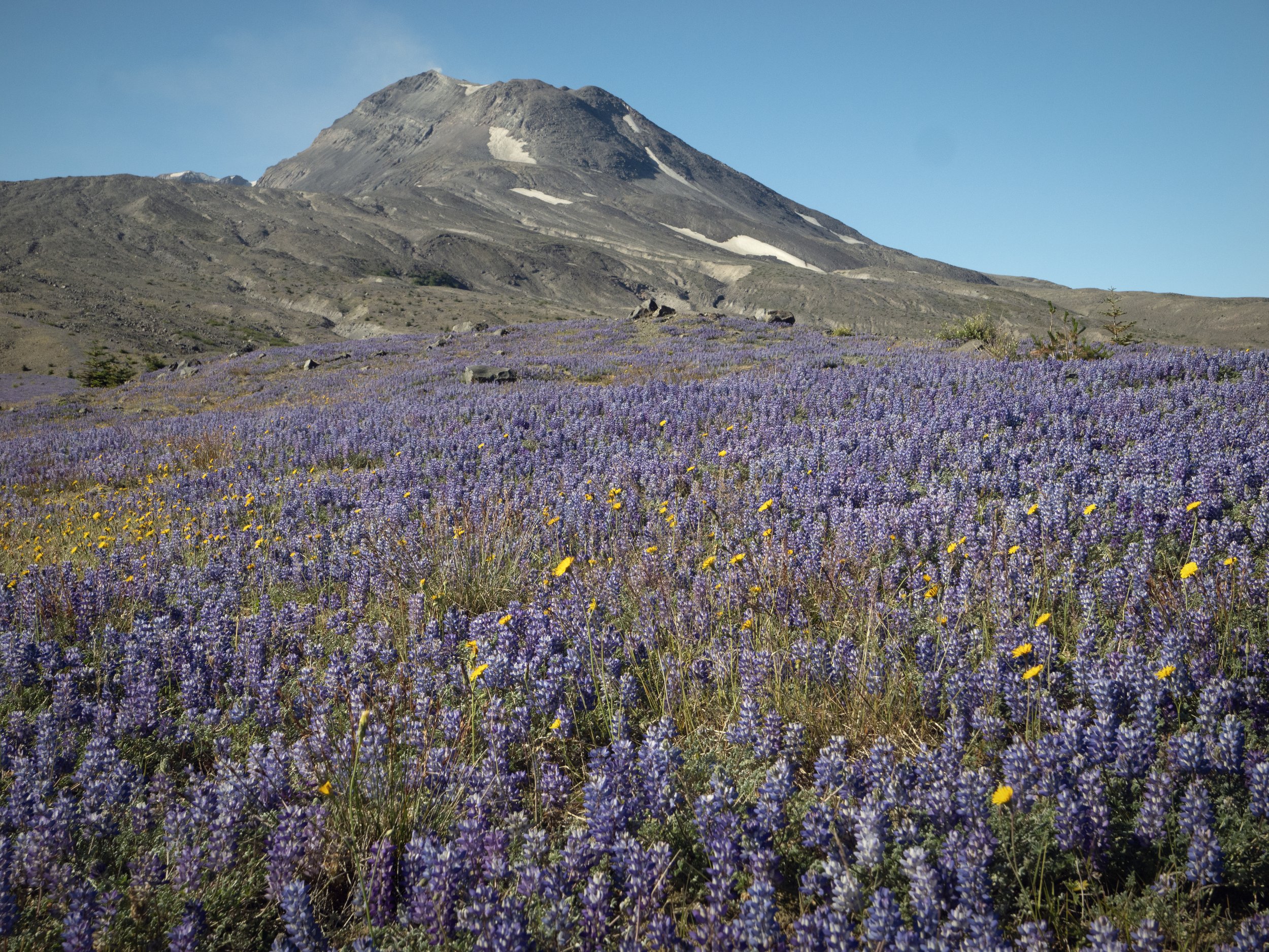 Lupine wildflower field