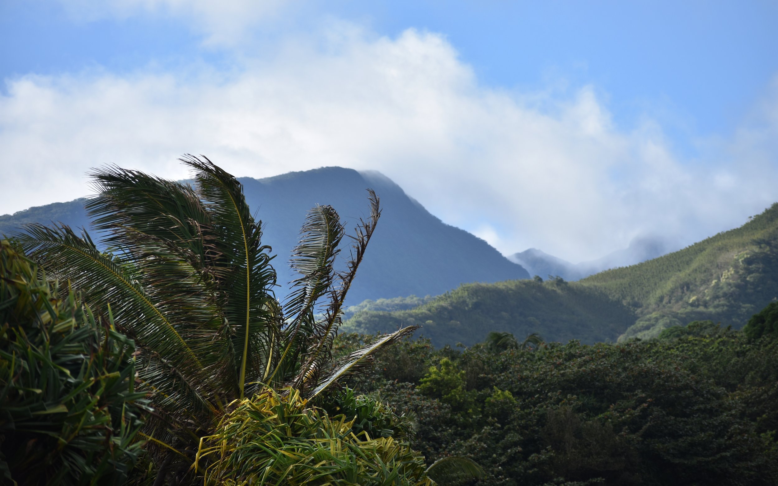 Palm tree and mountain peak