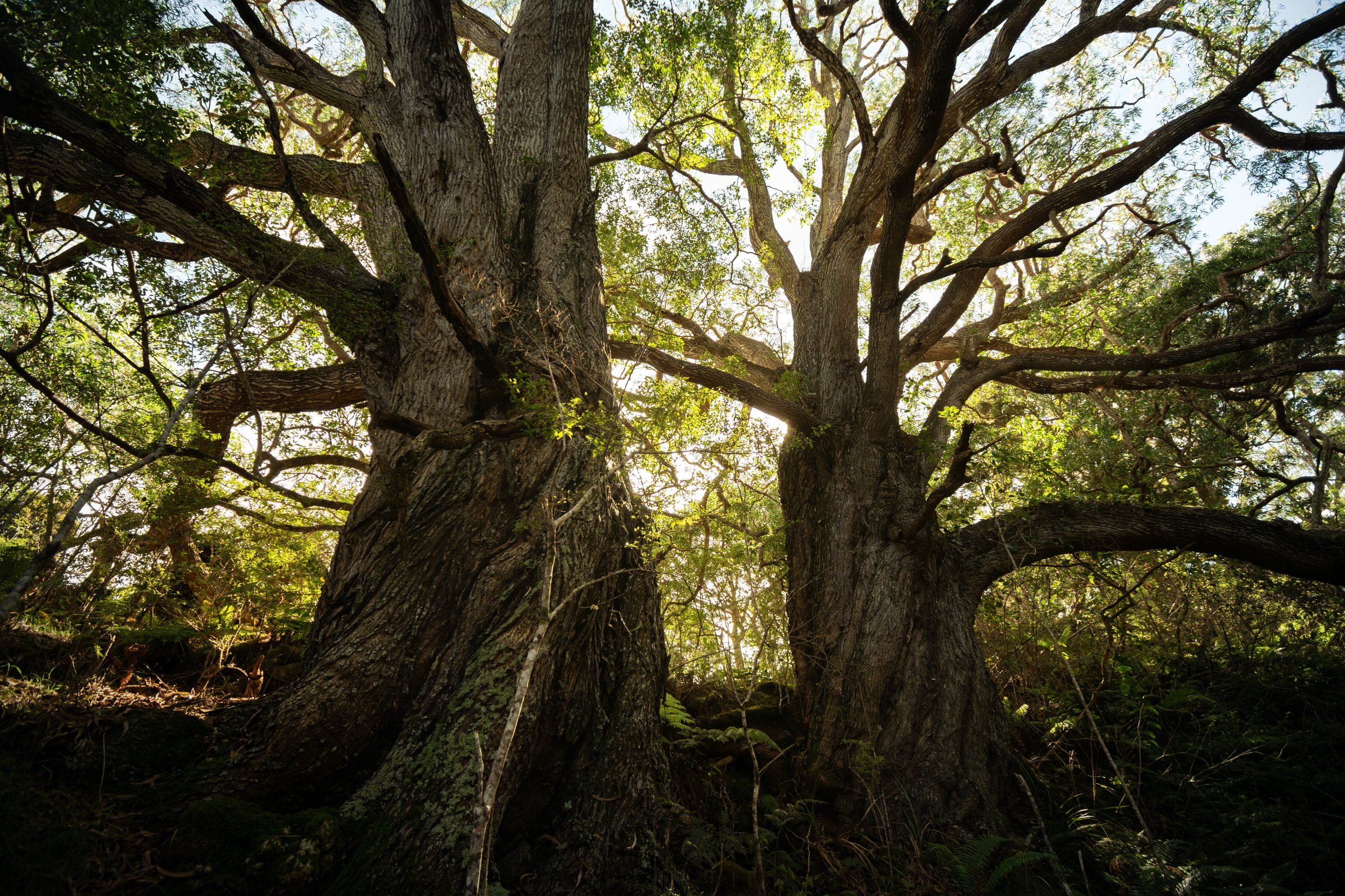 Sunlight through Eucalyptus