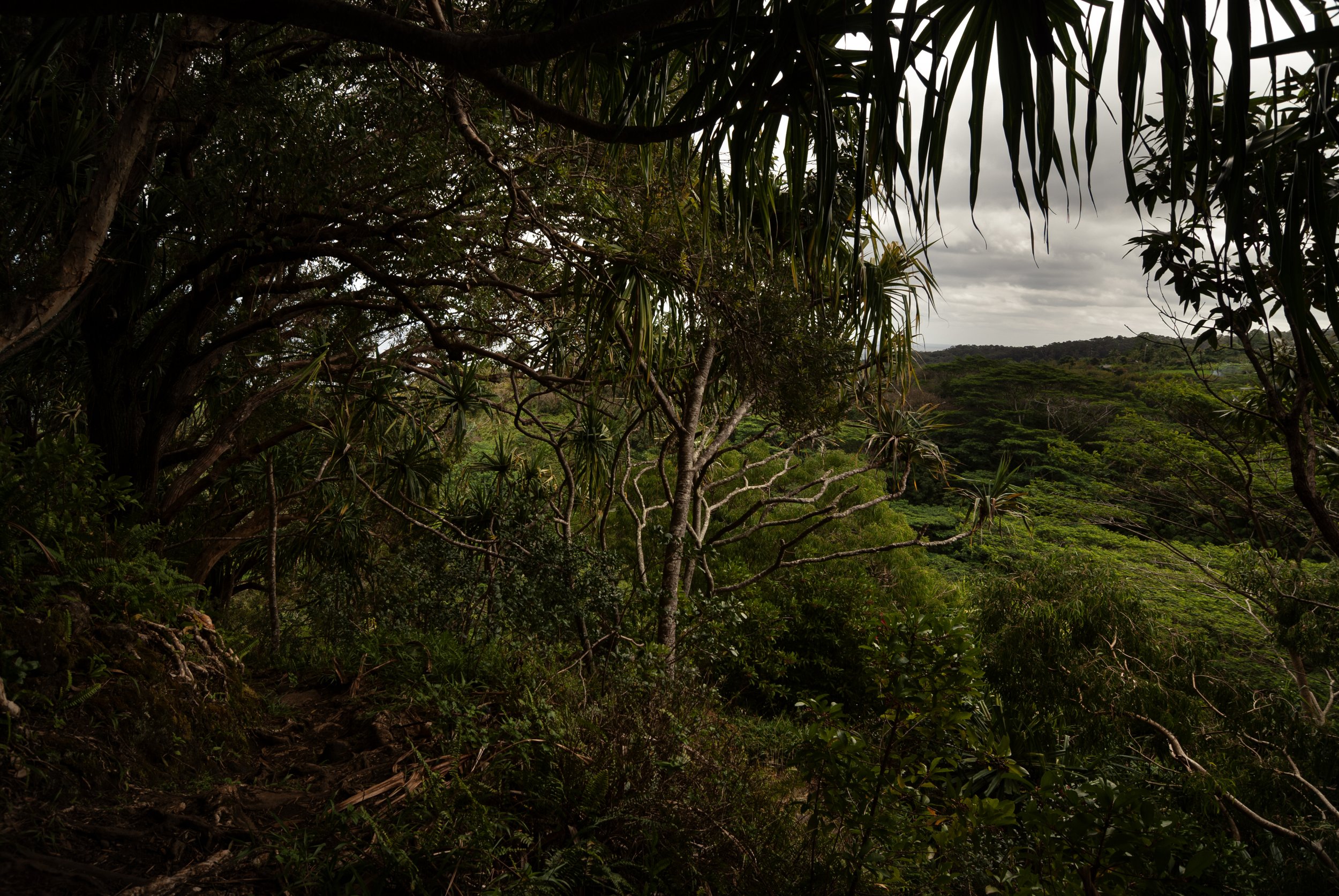 Maui rainforest