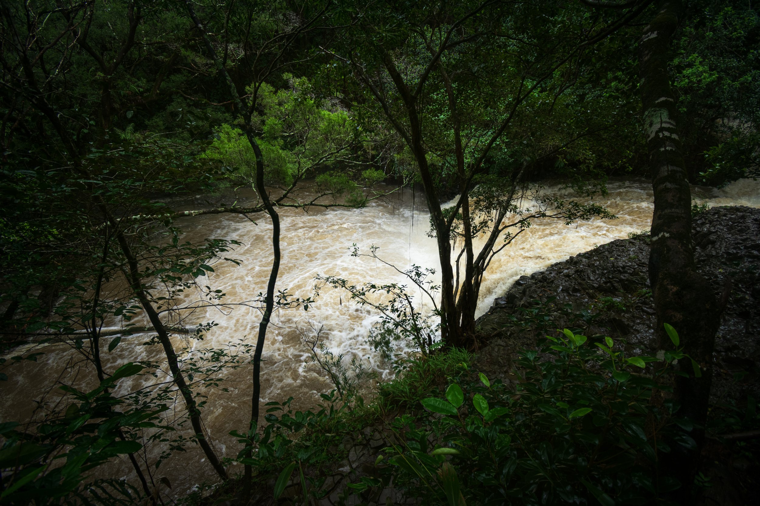 River in Maui rainforest