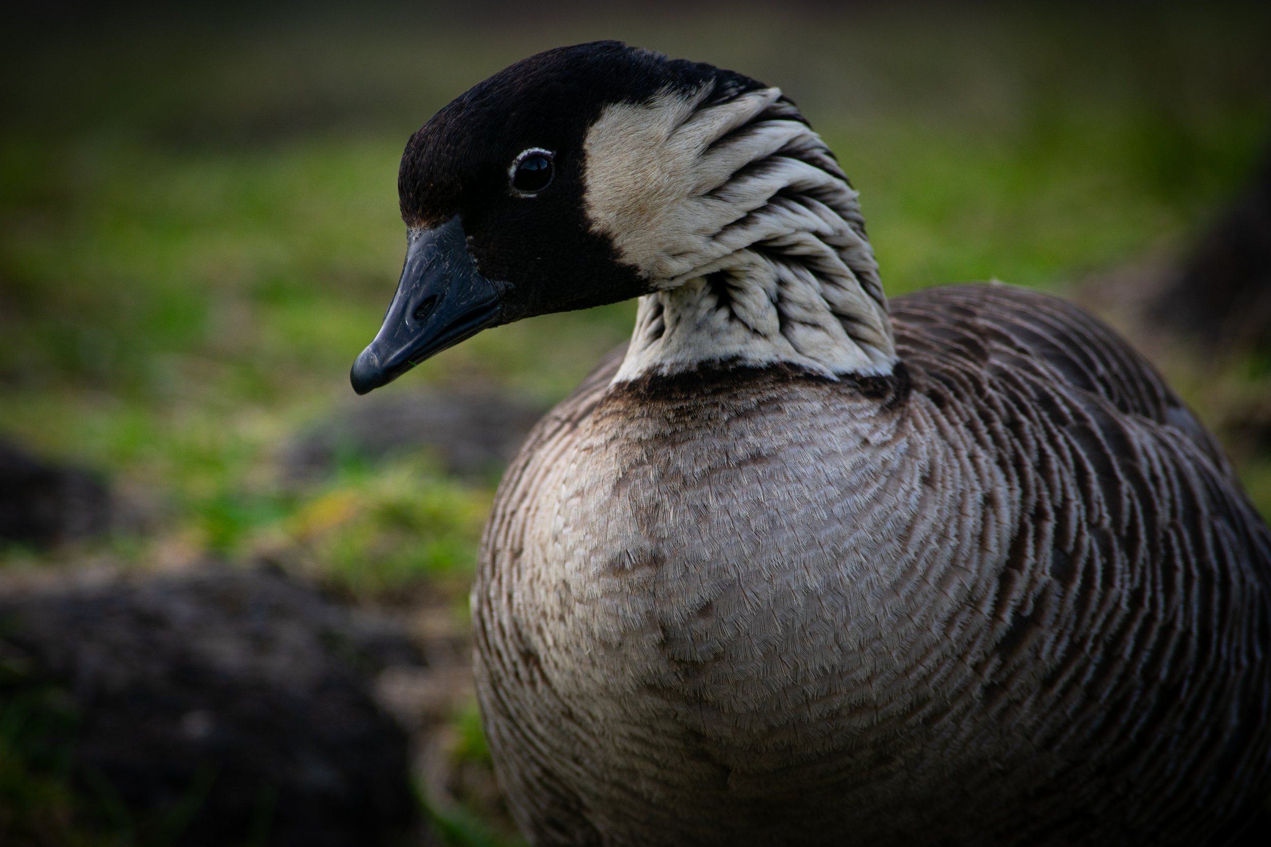 Nene goose