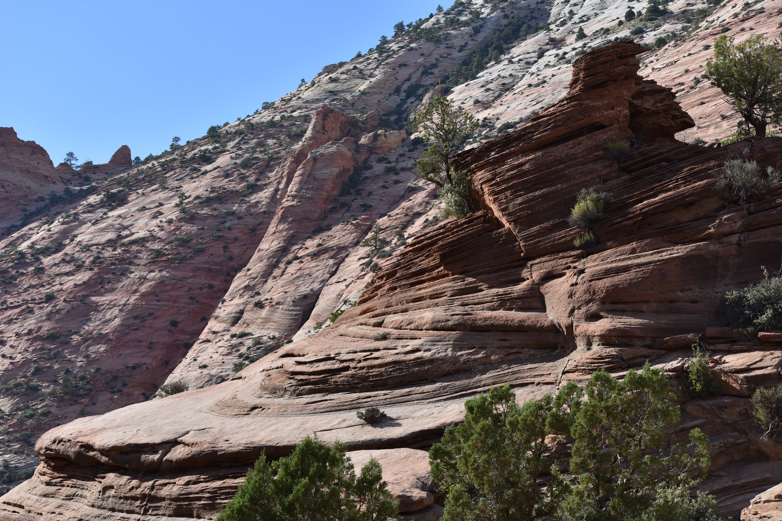 Cross-bedded sandstone in Zion