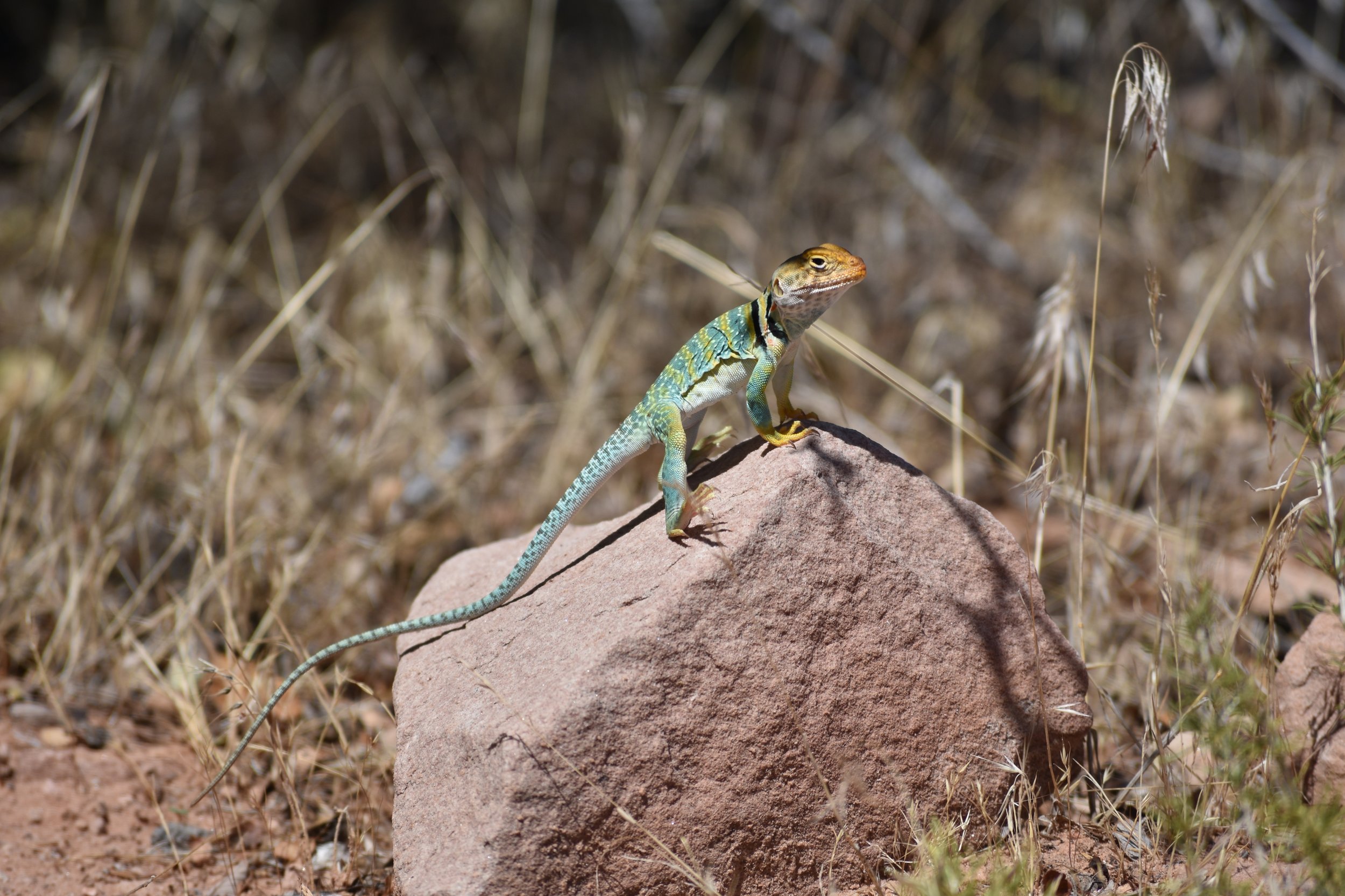 Collared lizard