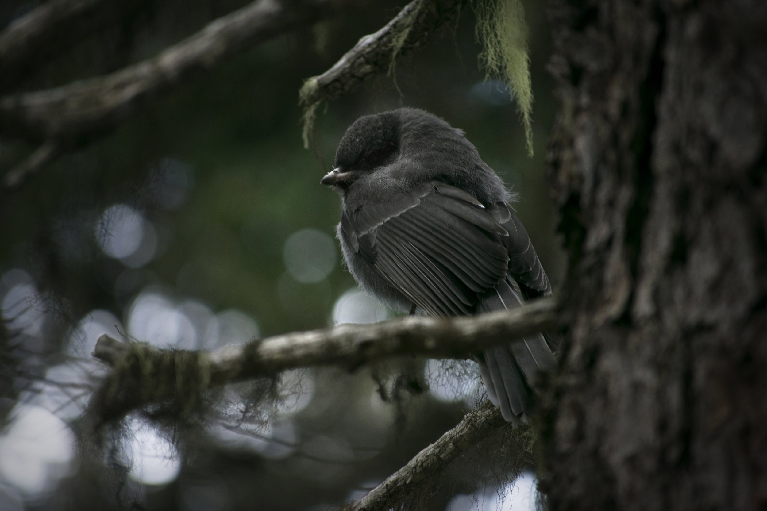 Juvenile grey jay