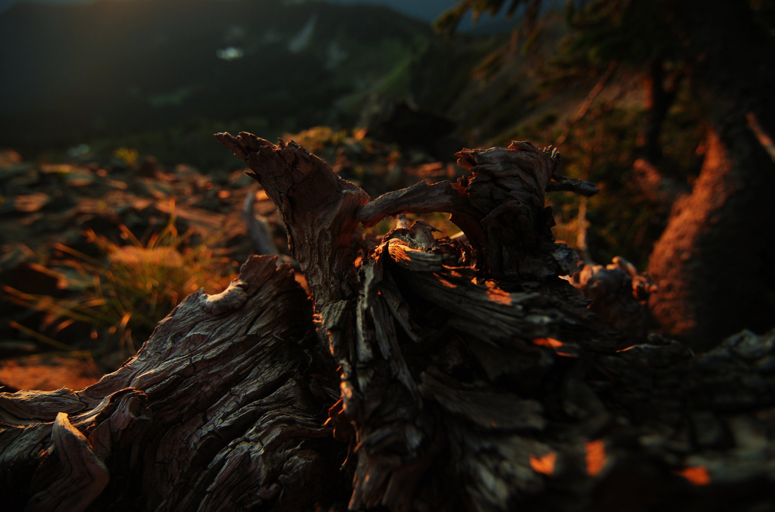 Dead tree snag at sunrise