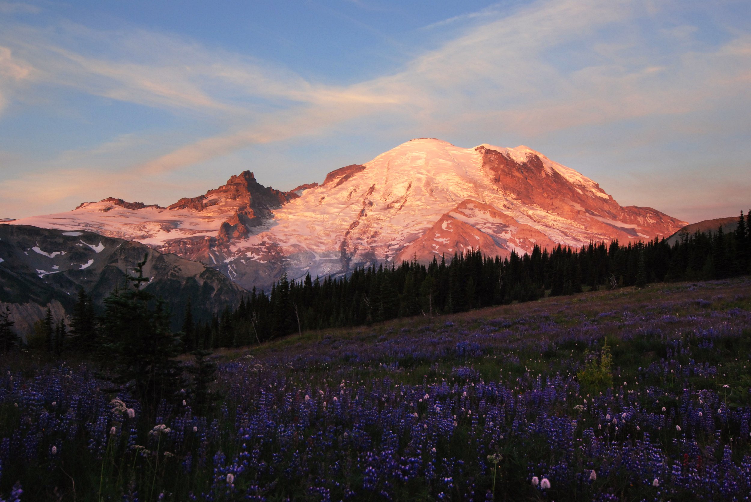 Pink sunrise with lupine flowers