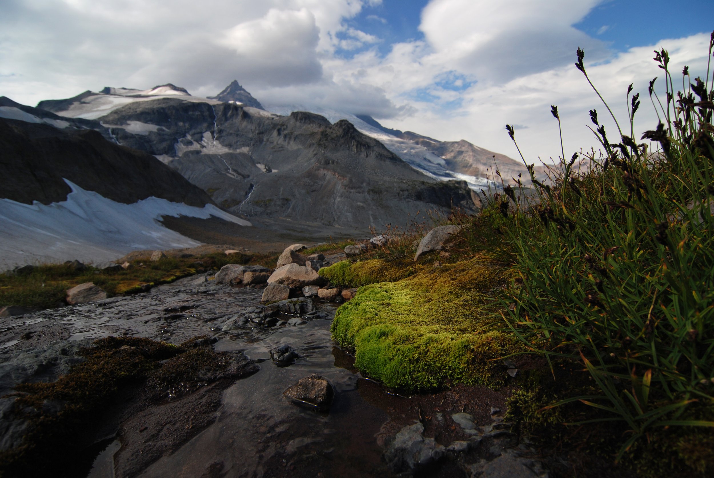 Mossy bank and glaciated flanks